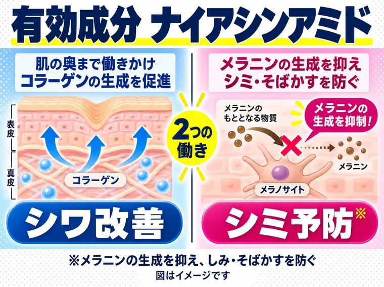 有効成分ナイアシンアミドの役割を示す概念図